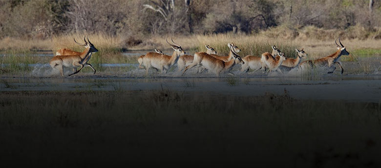 Nata Sanctuary & Makgadikgadi Salt Pans