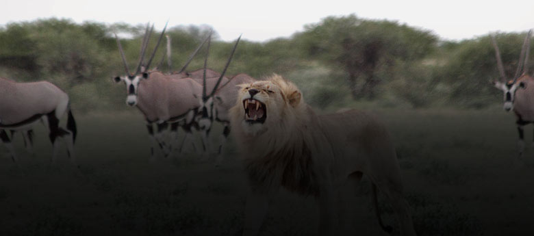 Central Kalahari Game Reserve