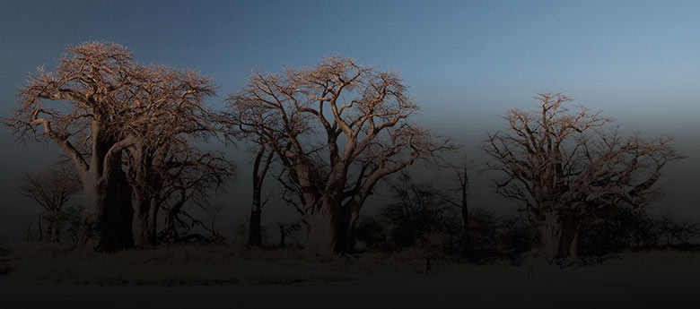 Nxai Pan National Park